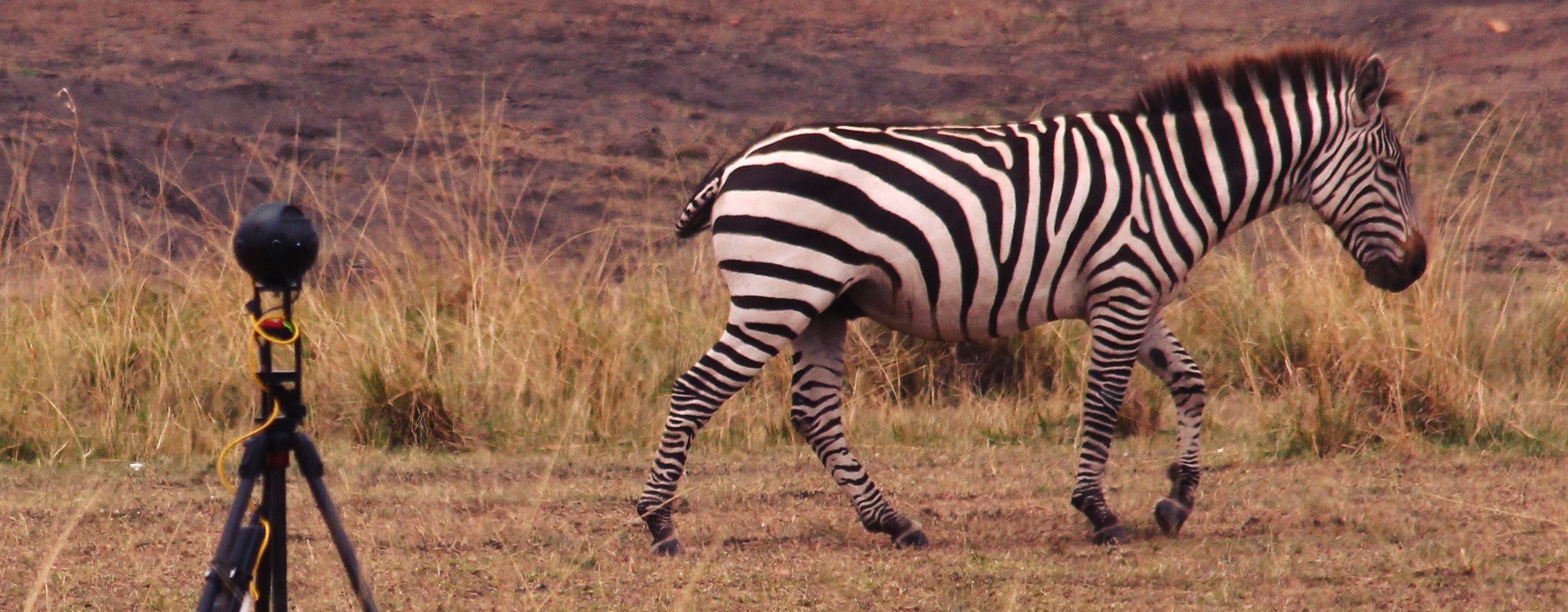360 Camera with Zebra Walking By