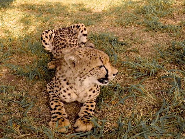 A cheetah captured in 360 video