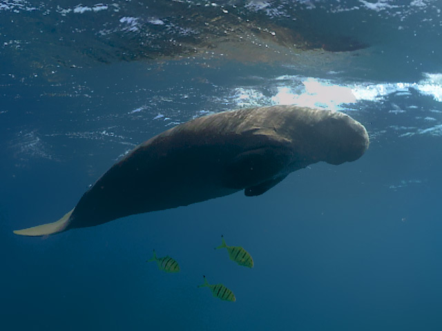 A dugong captured in 360 video