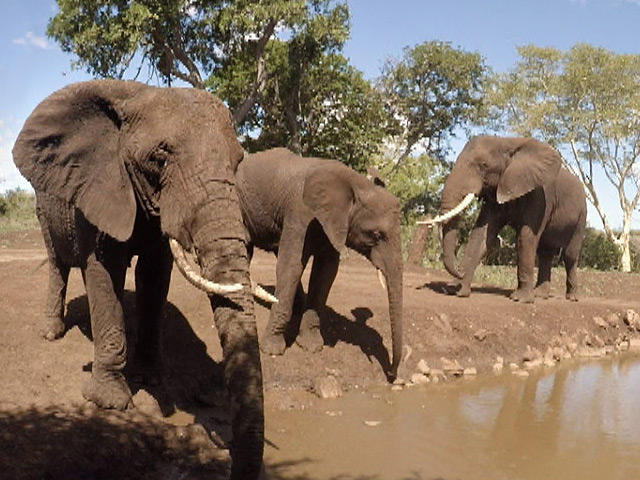 A family of elephants captured in 360 video
