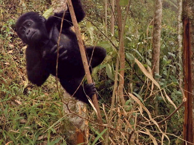 A baby gorilla captured in 360 video