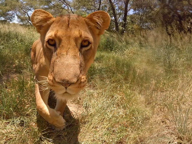 A lion captured in 360 video