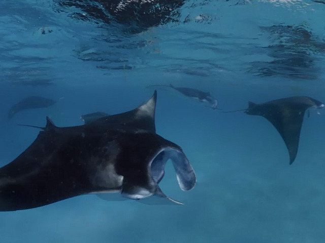 Manta Rays captured in 360 video