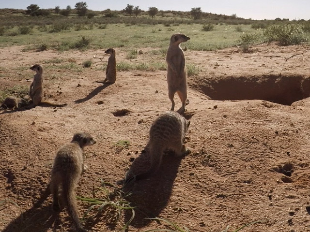 Meerkats captured in 360 video