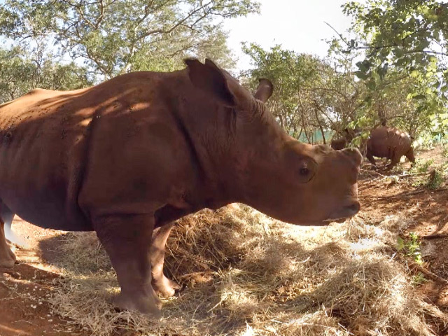 A rhino captured in 360 video