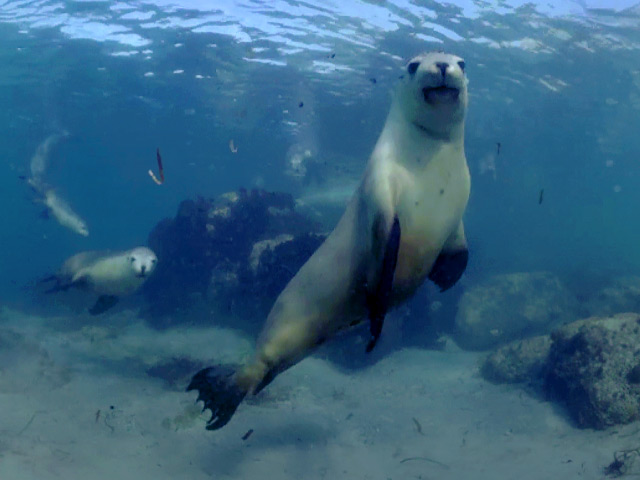 A group of sea lions captured in 360 video