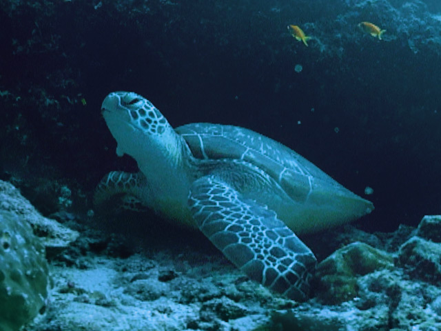 A sea turtle captured in 360 video