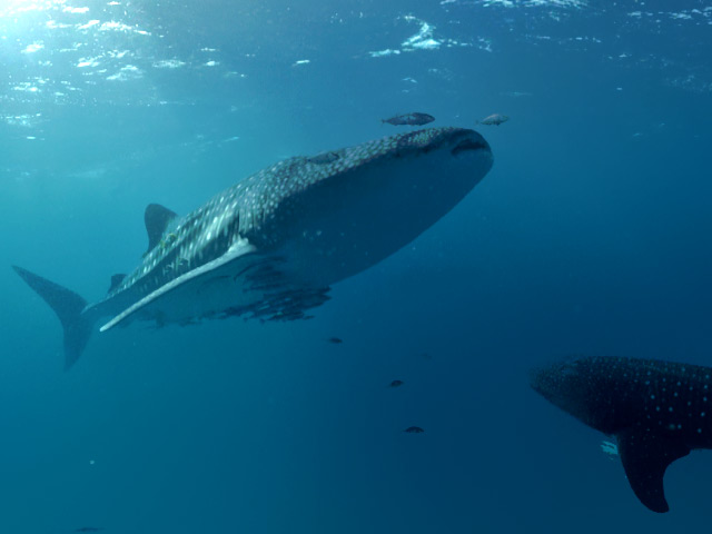 A whale shark captured in 360 video